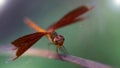 red dragonfly, wings wide open, landing on a branch. macro photography of this delicate and fragile Odonata insect