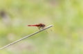 A red dragonfly broad scarlet Crocothemis erythraea in South Africa