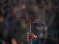 Red dragonfly centered on branch with dried leaf