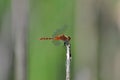 Red dragonfly clings to a stem