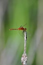 Red dragonfly clings to a stem