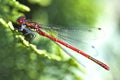 Red dragonfly close up Royalty Free Stock Photo