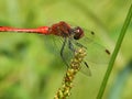 Red dragonfly close-up Royalty Free Stock Photo
