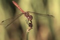 Red dragonfly Royalty Free Stock Photo