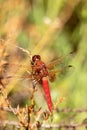 Red dragonfly close up in nature Royalty Free Stock Photo