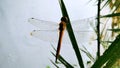 Red dragonfly, close up picture. Royalty Free Stock Photo