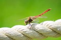 Red dragonfly close up Royalty Free Stock Photo