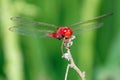 A Red Dragonfly Royalty Free Stock Photo