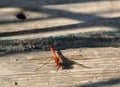 Red dragonfly closeup