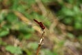 Red dragonfly , commonly known as Scarlet Percher dragonfly sitting on a dried stick