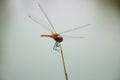 Red Dragonfly Crocothemis Servilia Common Scarlet close up photo