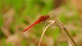 Red dragonfly Crocothemis servilia rest on grass