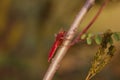 Red dragonfly (Crocothemis servilia) on a tree branch