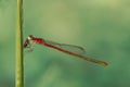 Red Dragonfly/damselfly/Zygoptera eats prey on green grass stem Royalty Free Stock Photo