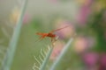 Red Dragonfly Royalty Free Stock Photo