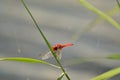 Red dragonfly Royalty Free Stock Photo