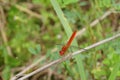 Red dragonfly Royalty Free Stock Photo