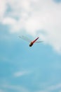 Red dragonfly Royalty Free Stock Photo