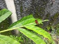 red dragonfly Royalty Free Stock Photo