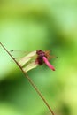 Red dragonfly on a small branch. Royalty Free Stock Photo