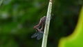 Red dragonfly fertilization process on leaf tip Royalty Free Stock Photo