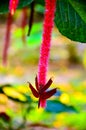 Red dragonfly flies to the chenillevcopper leaf on the background blurred