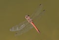 a red dragonfly in flight Royalty Free Stock Photo