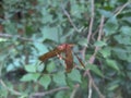 Red Dragonfly in the garden. Ruddy Marsh Skimmer.