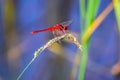 Red dragonfly on the grass, blurred background Royalty Free Stock Photo