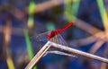 Red dragonfly on the grass, blurred background Royalty Free Stock Photo