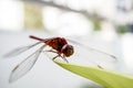 Red Dragonfly on grass on meadow macro photography Royalty Free Stock Photo