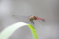 Red dragonfly on a grass on a meadow Royalty Free Stock Photo