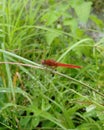 Red dragonfly on grass Royalty Free Stock Photo