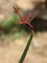 Red dragonfly on grass Royalty Free Stock Photo