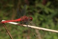 Red dragonfly on the grass stalk Royalty Free Stock Photo