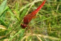 Red dragonfly on grass in the wild, closeup Royalty Free Stock Photo