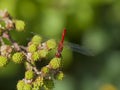 Red dragonfly