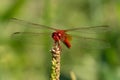 Red Dragonfly Royalty Free Stock Photo