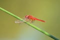 Red dragonfly on green plant stalk Royalty Free Stock Photo