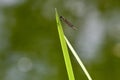 Red Dragonfly on Green Reed Royalty Free Stock Photo