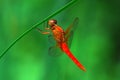 Red dragonfly hanging from a reed Royalty Free Stock Photo