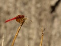 Red dragonfly landing Royalty Free Stock Photo