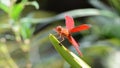 Red dragonfly. HD