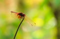 The red dragonfly hold on a branch Royalty Free Stock Photo