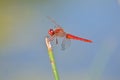 Red dragonfly on green plant stalk Royalty Free Stock Photo