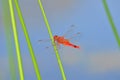 Red dragonfly on green plant stalk Royalty Free Stock Photo