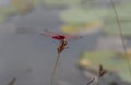 Red Dragonfly insect perched on to a plants stem near a lake