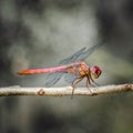 Red dragonfly insect resting on twig closeup macro square Royalty Free Stock Photo