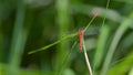 red dragonfly laid on the grass stem in the meadow Royalty Free Stock Photo