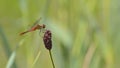 Red dragonfly laid on the grass stem in the meadow Royalty Free Stock Photo